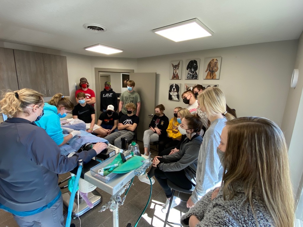 Biology students watching a cat spay & neuter at the Fredericksburg Vet .