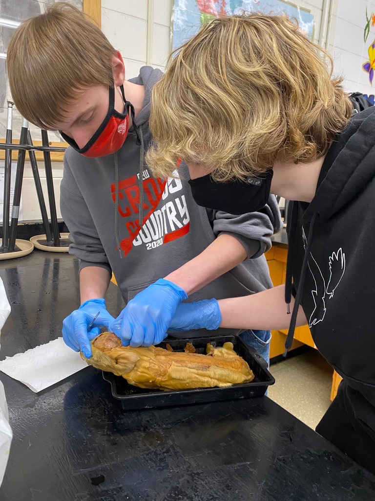 Biology students were dissecting the fetal pig brain