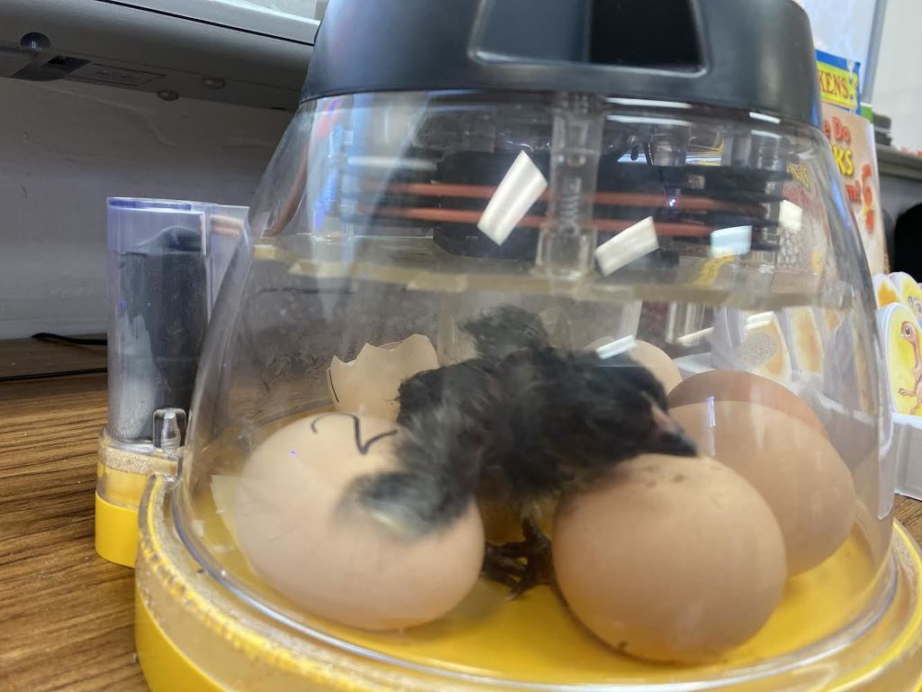 New student (baby chick) this morning in fourth grade!