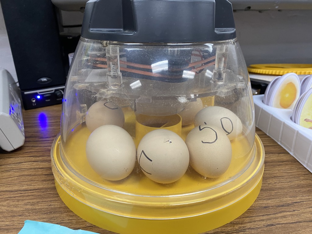 One of our eggs has a pip.  That means one of the chicks is hatching.  🐣  I can also hear chirping. Feel free to stop by our room Monday morning and take a 👀. So exciting! 🐥